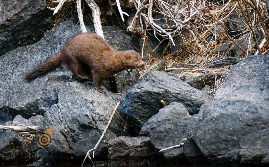 Norek americký American Mink
